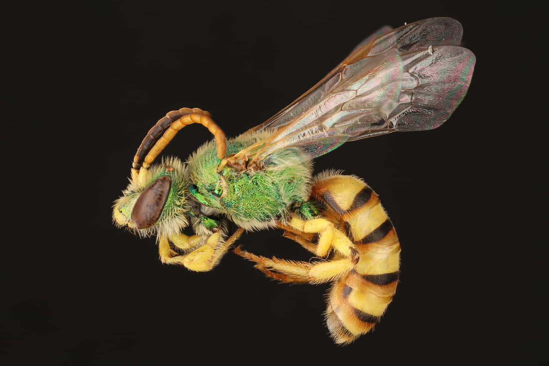 Incredible image of a Honey Bellied Sweat Bee ©Guardian