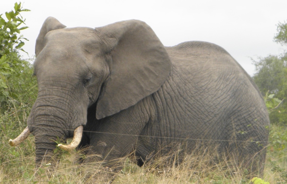 African elephant, tintswalo reserve, kruger park, sabi sabi, South Africa 2013