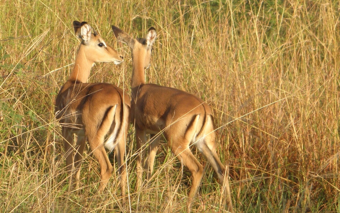Impala tintswalo game reserve south africa 2011