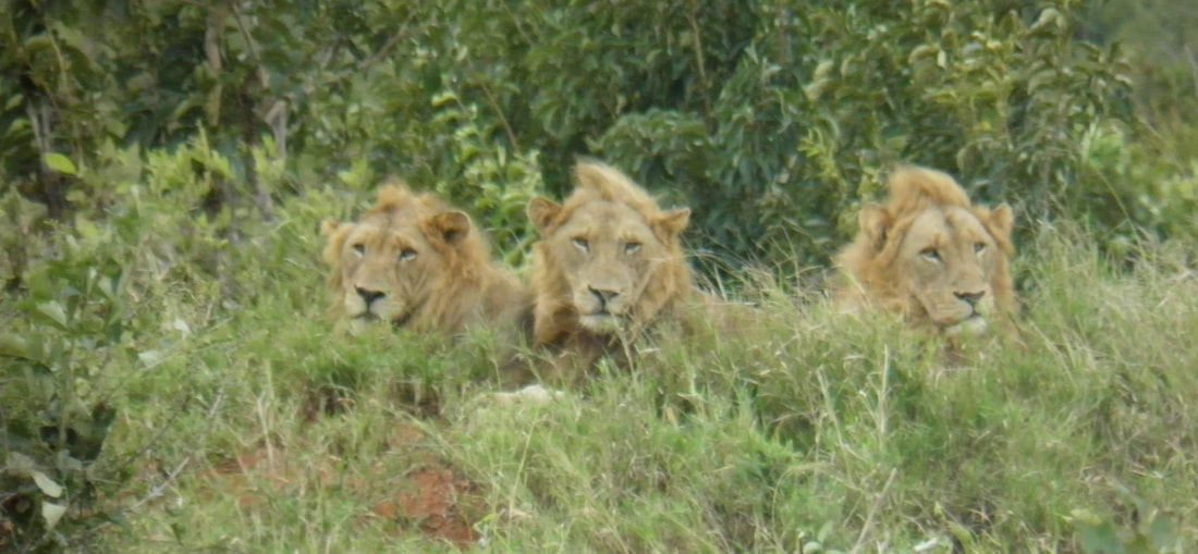 3 male lions, tintswalo, kruger national park, south africa